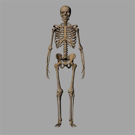 3d Model Human Anatomy Skeleton 3d Vr Ar Low Poly Cgtrader