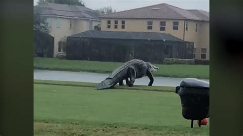 Giant Alligator Spotted On A Stroll Through Florida Golf Course