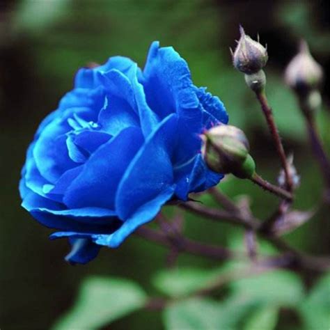 100pcs Blue Rose Seeds Blue Enchantress Rosa Chinensis Jacq