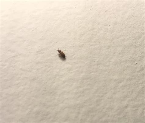 Small Black Bug In Bathroom Bugguidenet