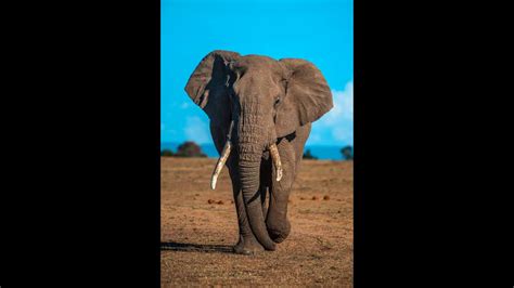 Elephant Sound 2 Sonido De Elefante 2 Youtube