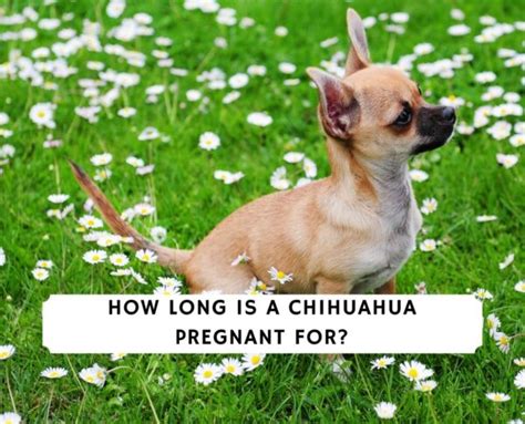 How Long Is A Chihuahua Pregnant For 2024 We Love Doodles
