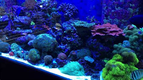 210 Gallon Reef Tank Youtube