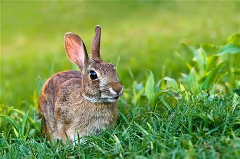 They have nearly 360° panoramic rabbits are small mammals in the family leporidae. Life Spans of Different Rabbit Breeds You Must Know - Pet ...