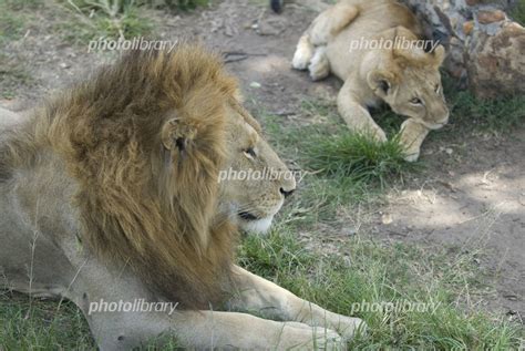 ライオンの親子 写真素材 [ 410687 ] フォトライブラリー photolibrary