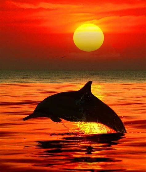 Pretty Dolphin N Sunset Lovely Pinterest Free Makeup