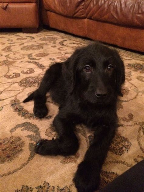 There are often many great labradoodles for adoption at local animal shelters or rescues. ***12 week female black labradoodle for sale ...