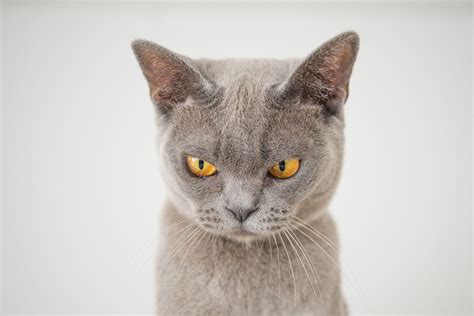 1000 Beautiful Cat Face Photos · Pexels · Free Stock Photos