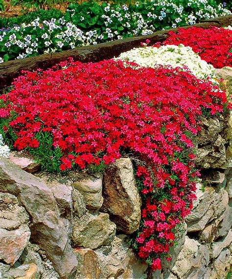 Gardenlovers Moss Phlox Phlox Subulata Is A Richly Flowering Clump Forming Phlox That Stays