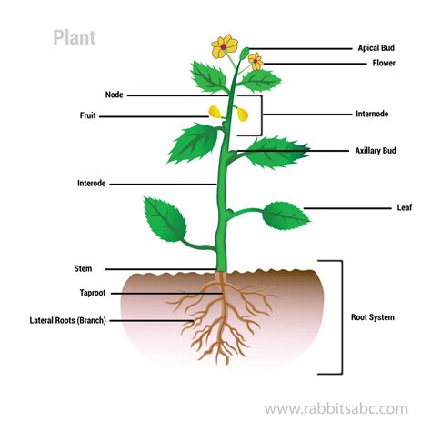 Parts Of A Plant And Flower Diagram Quizlet