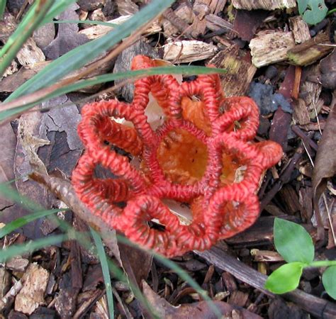 Unusual Fungi Bing Images Unusual Plants Pinterest