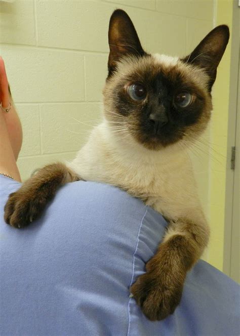 calling all siamese lovers this beautiful girl is available for adoption at tas south she s a