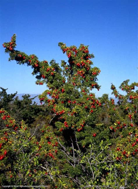 Texas Native Plants Database