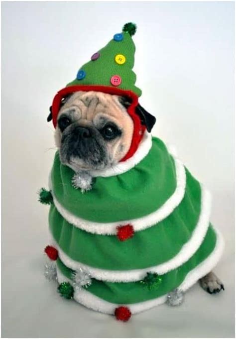 A great way to touch base with owners. The 50 Best Dog Holiday Card Ideas - Fidose of Reality