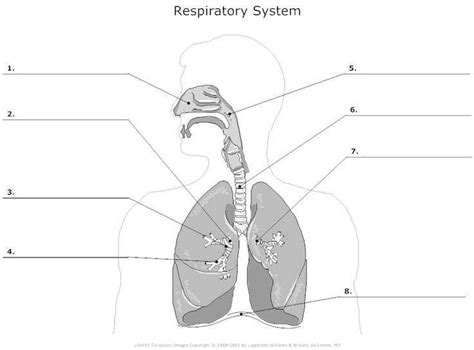 Structure Of The Respiratory System Diagram Quizlet