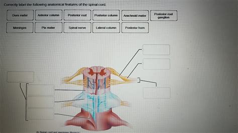 31 Correctly Label The Following Anatomical Features Of The Spinal Cord