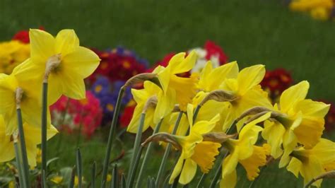 Spring In Hopkins Gardens Morley Youtube