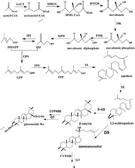 Biosynthesis Pathway Of The Ginsenoside Dammarane Key Enzymes Hmgr Download Scientific