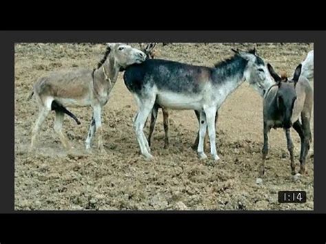 Donkey Mating At Village Full Breading Youtube