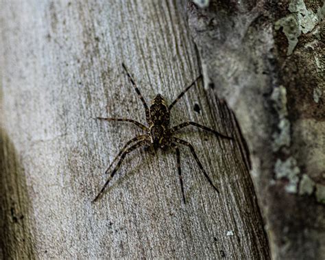 Wood Spider Photograph By Dylan Thompson Pixels