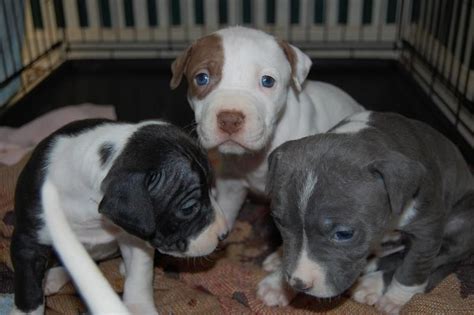 All our blue pitbull puppies are for sale in alabama, al, arkansas, ar, alaska, ak, arizona, az, california, ca, colorado, co, connecticut, ct, delaware, de, district of. American Pit Bull Terrier Puppies For Sale | Phoenix, AZ #210274