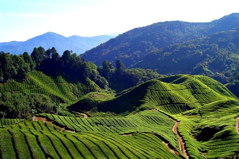 Top 3 Places In Kerala Famous For Their Picturesque Tea Plantations