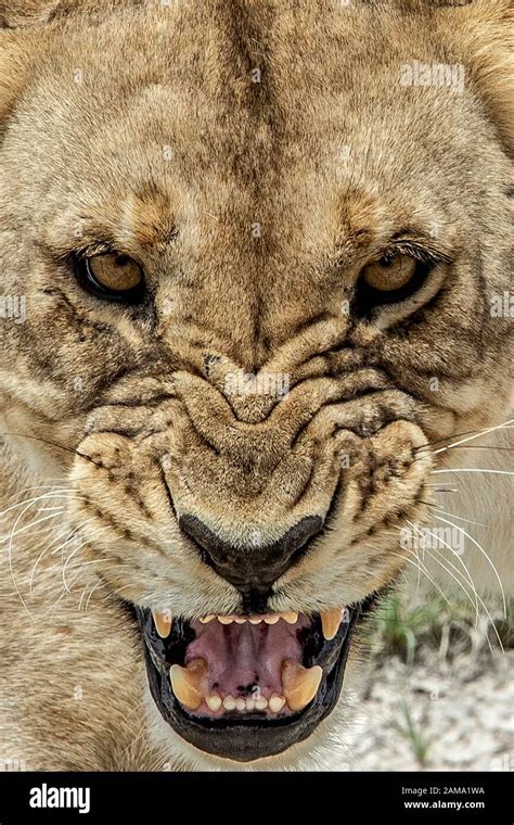 Close Up Of The Face Of An Angry Lion Snarling Stock Photo Alamy