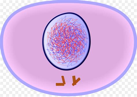 Clipart Interphase 10 Free Cliparts Download Images On Clipground 2024