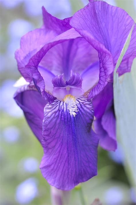 Flower Blossom Blossomed Iris Bloom Flower Purple Free Image Peakpx