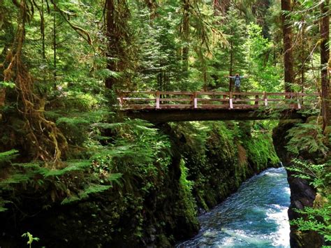 The Magical Rainforests Of Olympic National Park National Parks