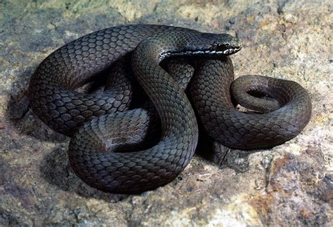 White Lipped Snake Wikipedia