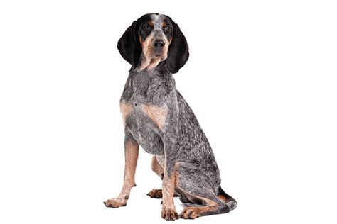 A Bluetick American English Coonhound