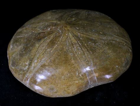 Large Polished Fossil Sand Dollar Jurassic 22735 For Sale