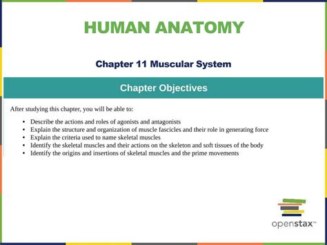 Solution Anatomy Ch11 Muscular System Part 3 Studypool