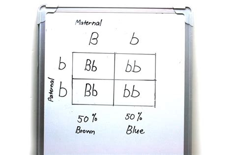 How To Make A Punnett Square 13 Steps With Pictures Wikihow