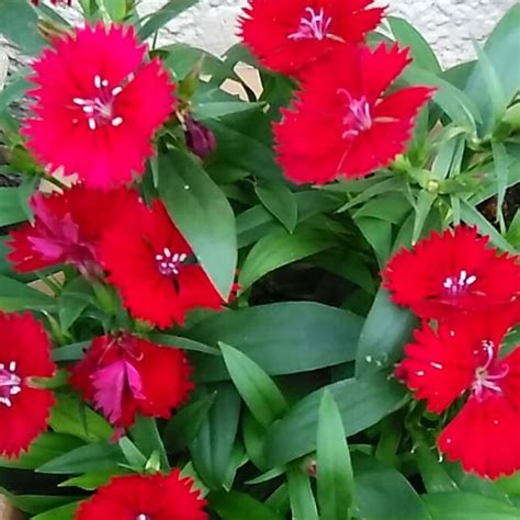 Jual Tanaman Hias Tahan Panas Anyelir Bunga Merah Dianthus Rockin Red