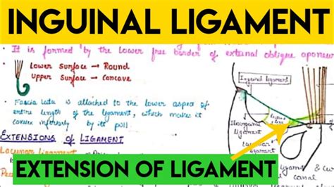 Inguinal Ligament Anatomy Youtube