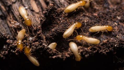 What Does Termite Damage Look Like Pest Inspections