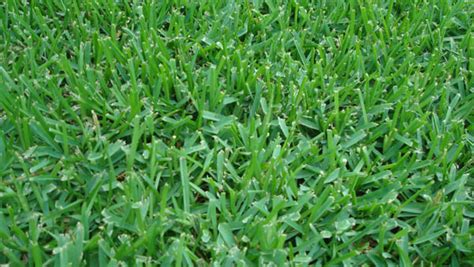 Free shipping on orders over $45. Triangle Turf, Inc. | St. Augustine turf grass | Raleigh | Palmetto | Floratam | Austin and San ...