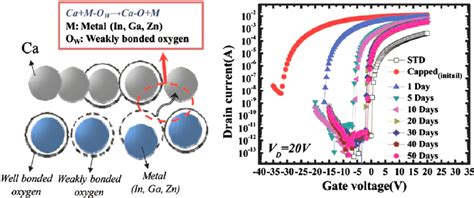 A Loosely Bonded Oxygen Atoms Change Their Bindings To Nearby Calcium