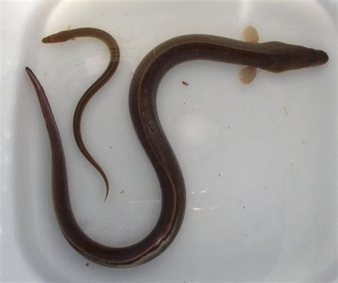 Последние твиты от ケイン・ヤリスギ「♂」 (@kein_yarisugi). ウナギは「食材」か「野生生物」か？いよいよ日本の川から ...