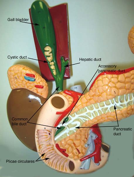 The torso is an anatomical term for the central part of the human body from which extend the neck and limbs. New Page 1 classroom.sdmesa.edu