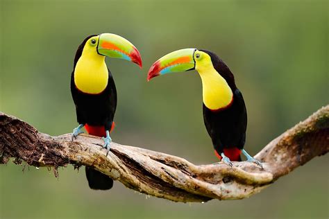 Top 148 Tropical Rainforest Animals Pictures With Names
