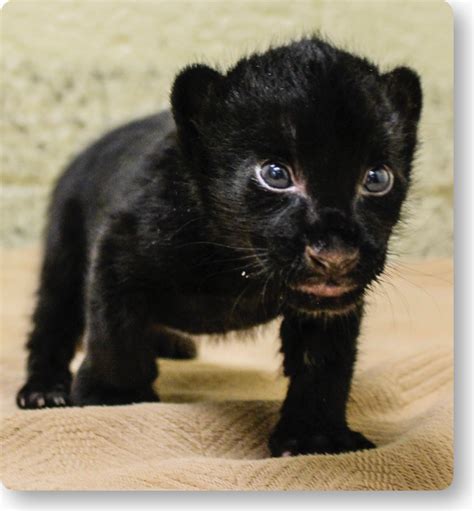 Sara The Endangered Jaguar Gives Birth To A Baby Cub