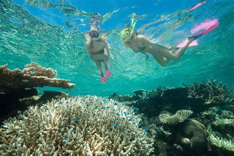 Great Barrier Reef Diving And Snorkeling Cruise From