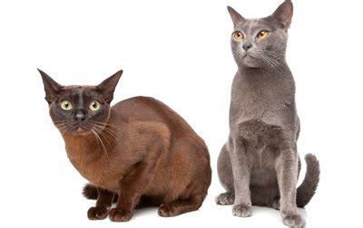 They are now called amber and light amber. Burmese Cat Breed Information, Pictures, Characteristics ...