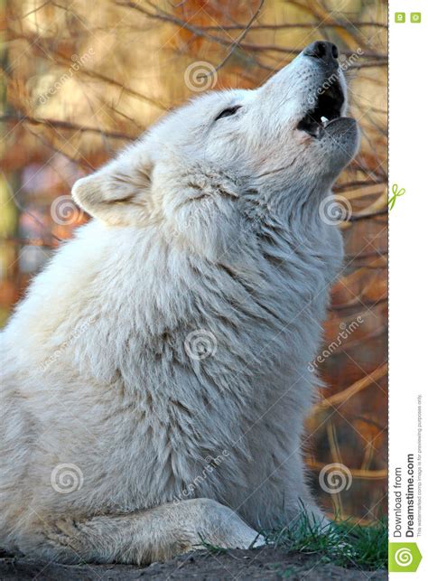 Howling White Wolf Stock Photo Image Of Lupus Timber 75325476