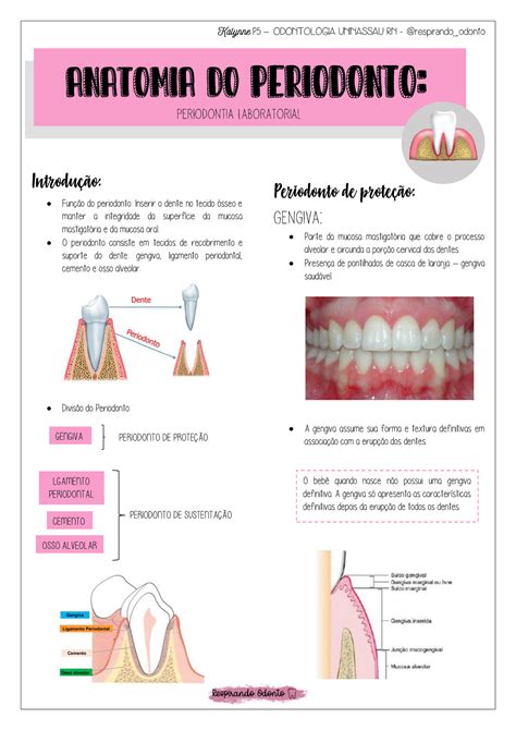 Anatomia Do Periodonto Resumo Introdu O Fun O Do Periodonto Inserir O Dente No