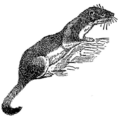 Weasel Clipart 20 Free Cliparts Download Images On Clipground 2021