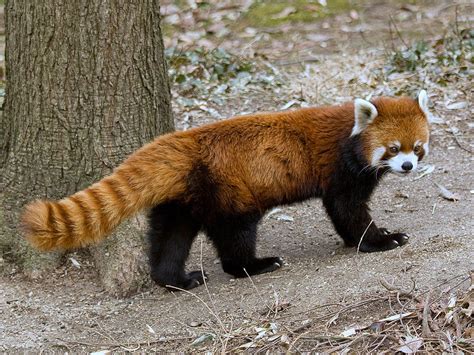 Red Panda Facts